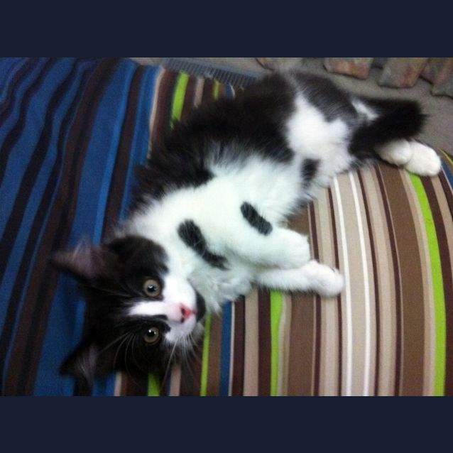 Photo of Jack Skellington *On Trial In His New Home!*