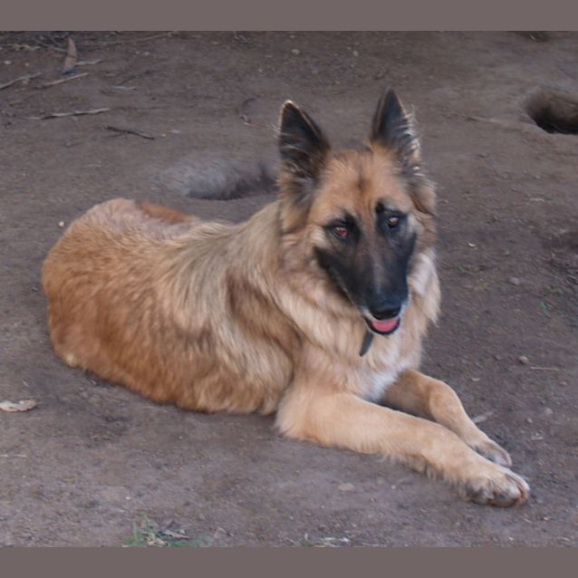Photo of Barney   Our Beautiful Senior