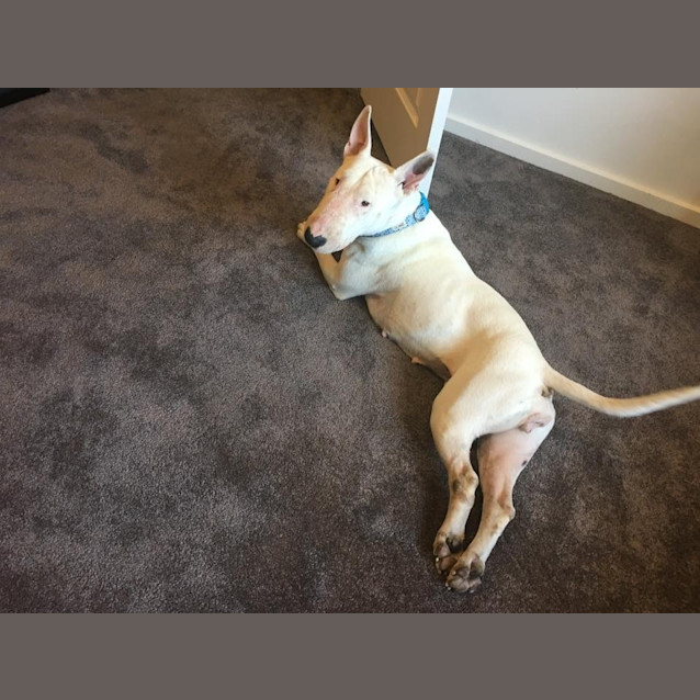 Photo of Matilda   Foster Carer Needed