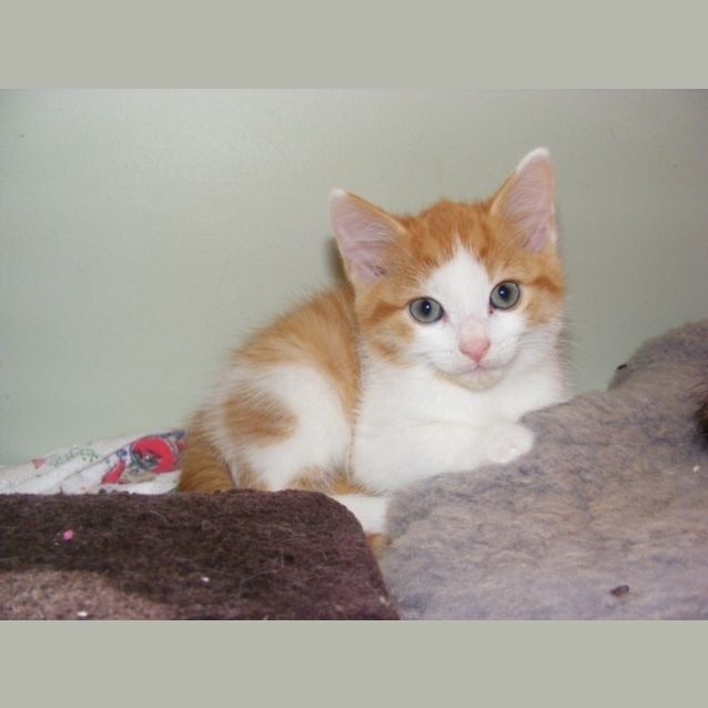Photo of Rusty