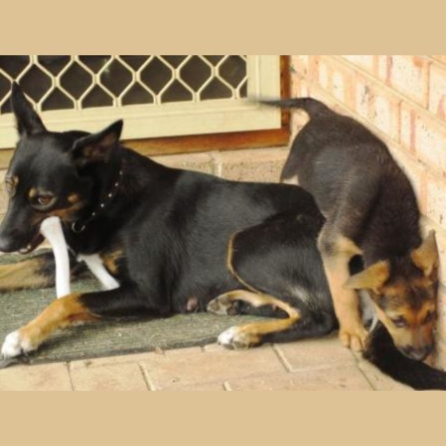 Photo of Stella   Adoption Pending