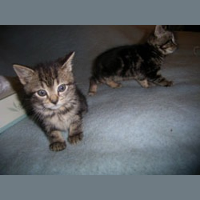 Photo of Bob Tail Litter
