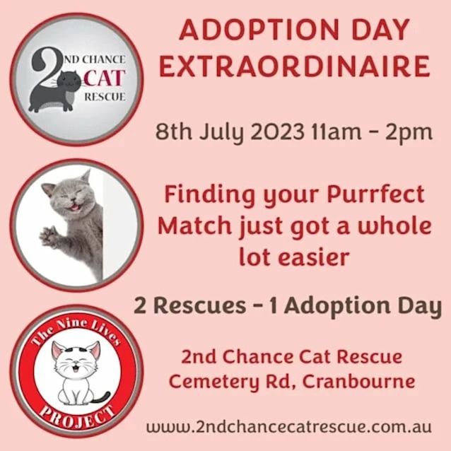 Photo of Smooch *9 Lives Project Rescue*