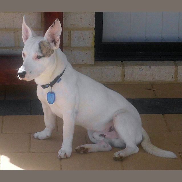 Photo of Caltex *Adoption Pending*