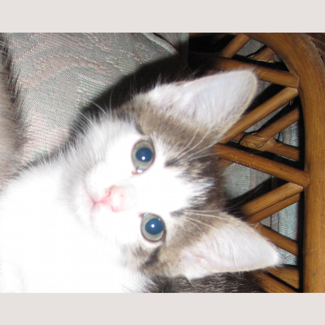 Photo of Cosmo