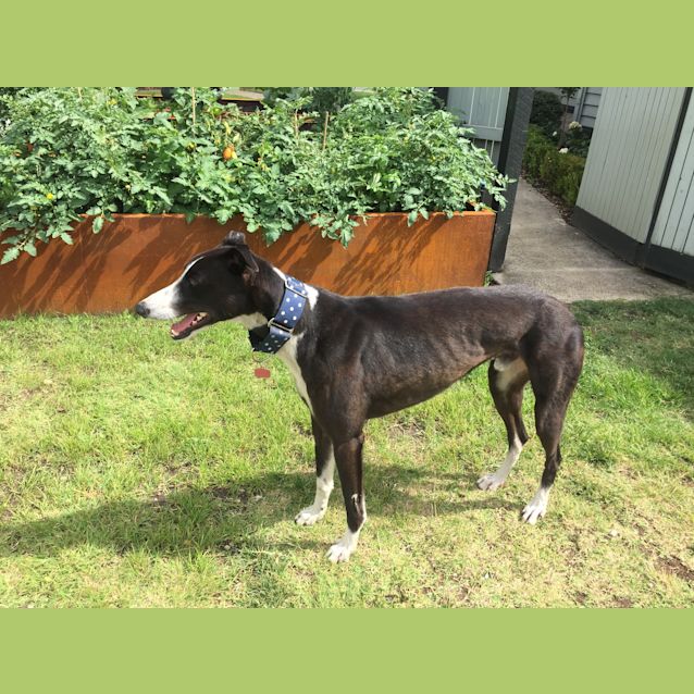 Photo of “Charlie”, Snuggly Cruisy Boy. Melbourne