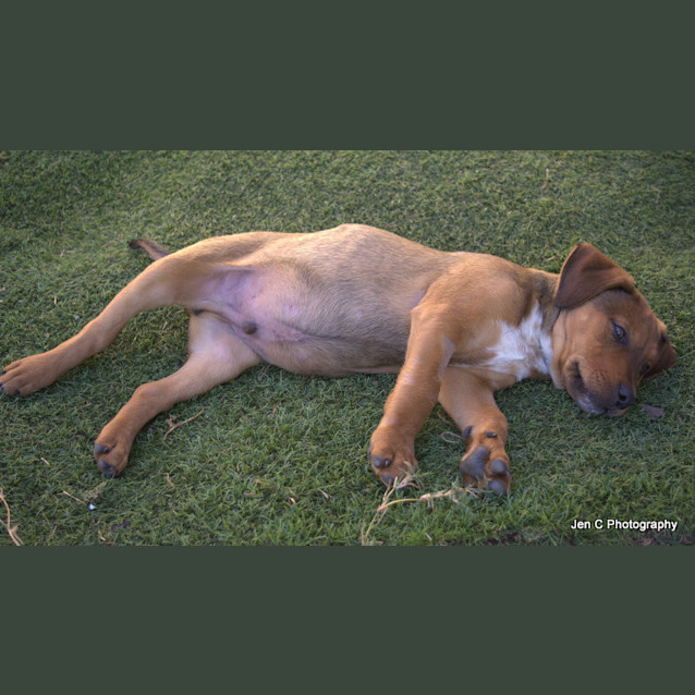 Photo of Jasper ** Such A Good Pup **