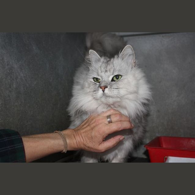 Photo of Captain Bigglesworth