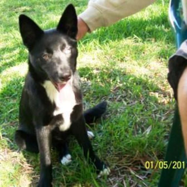 Photo of Kingsley   Adoption Pending