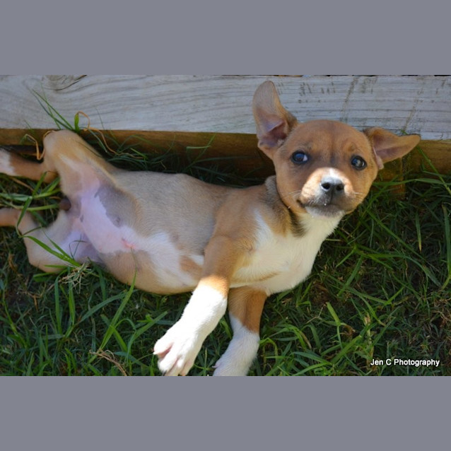 Photo of Opal ** A Divine Pup **