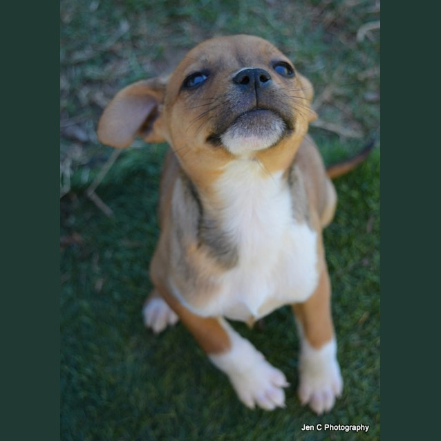 Photo of Opal ** A Divine Pup **