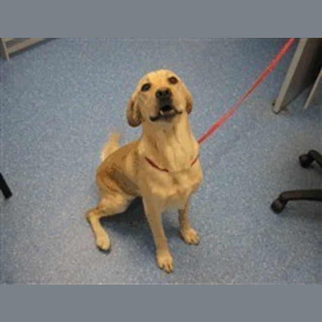 Photo of 2 Labradors In Pound Urgent Urgent Foster Care