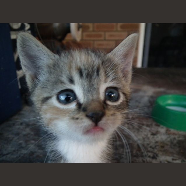 Photo of Maow (C1552) *Adopted*