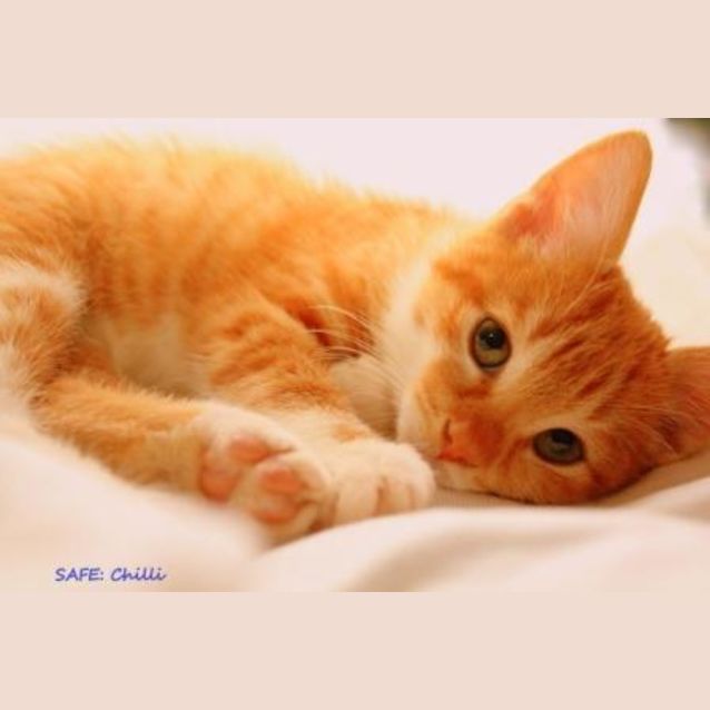 Photo of Chili (C1600) **Adoption Pending **