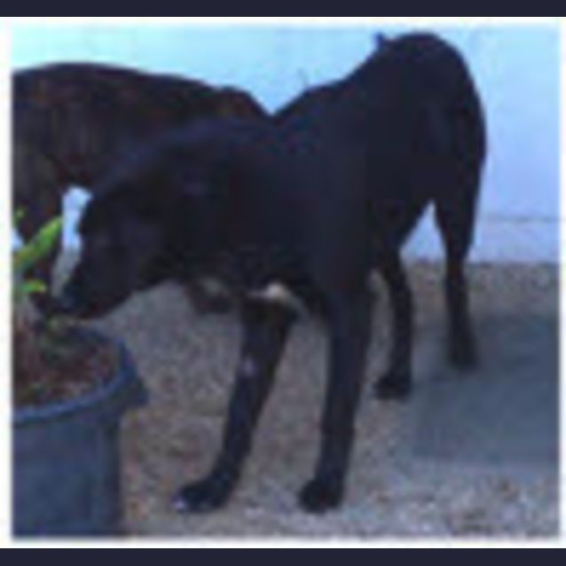 Photo of Willow ***On Hold***