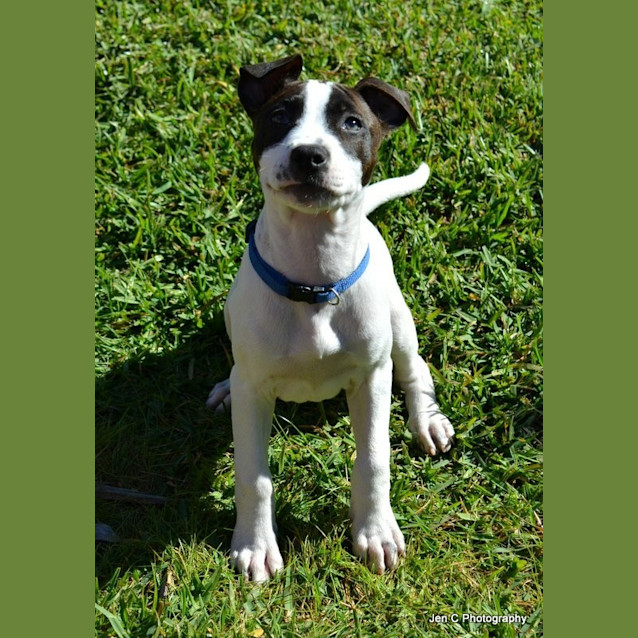 Photo of Princess ** Adorable Pup **