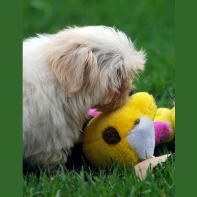 Photo of Tiny Peppermint