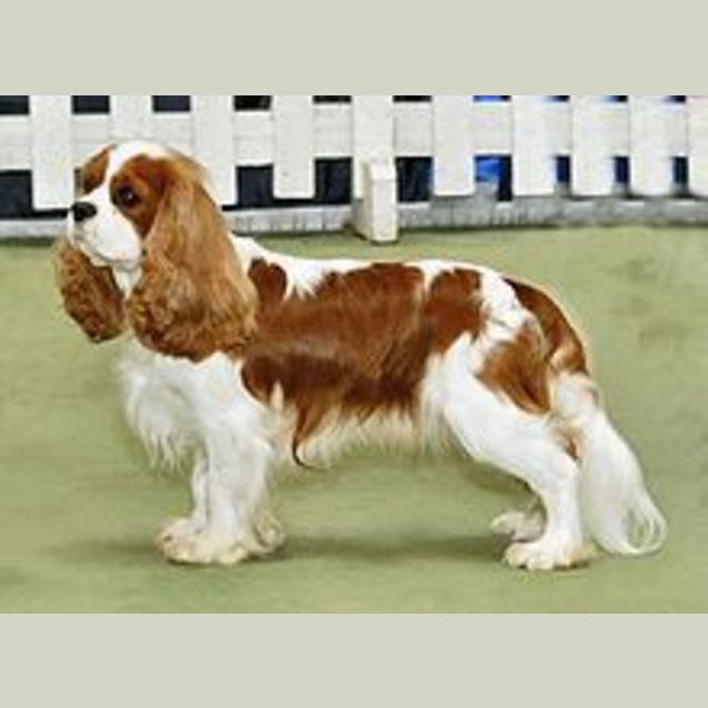 Photo of Romeo