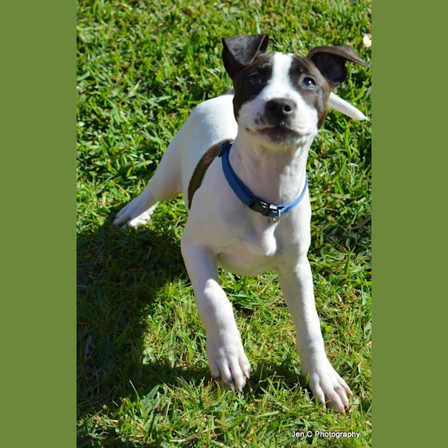 Photo of Princess ** Adorable Pup **