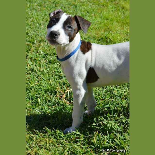 Photo of Princess ** Adorable Pup **