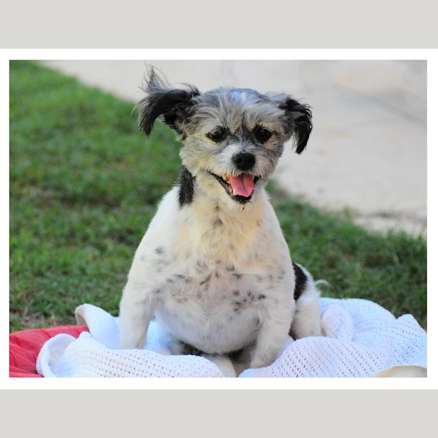 Photo of Pixie