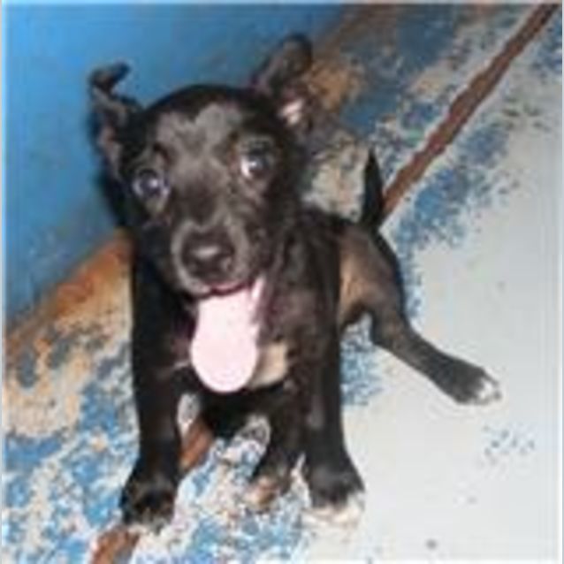 Photo of Blackie