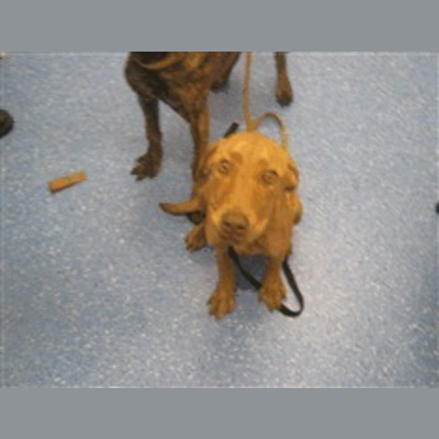 Photo of Urgent Foster Carer Staffy Puppy