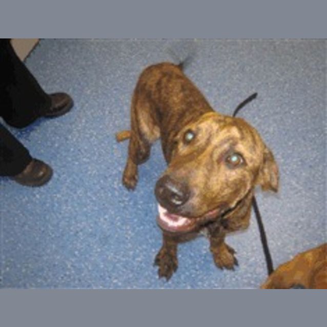 Photo of Urgent Foster Carer