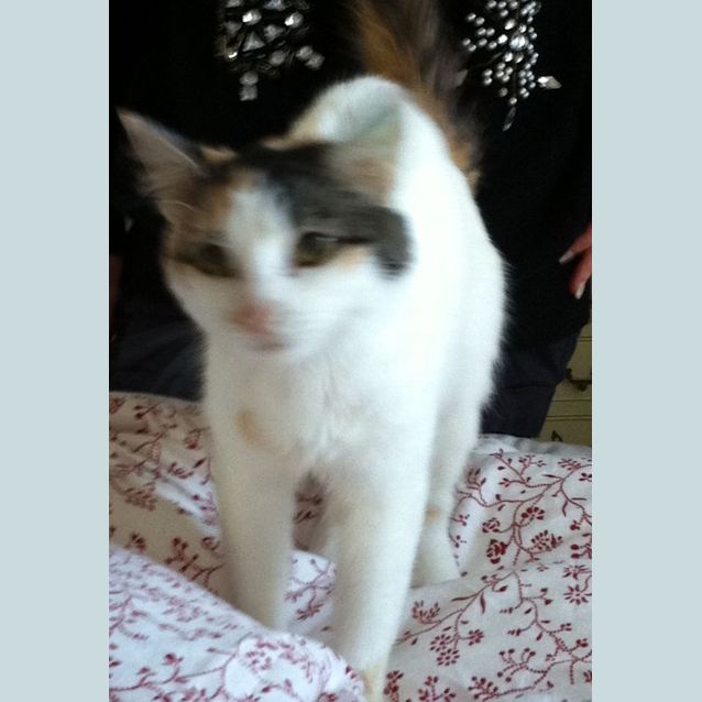 Photo of Chanel