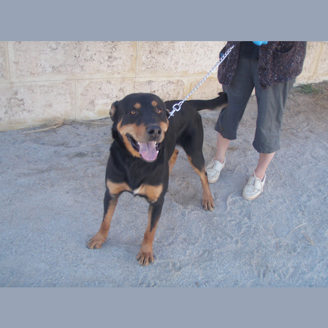 Photo of Max * Adoption Pending*
