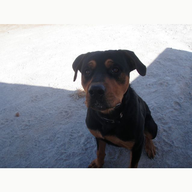 Photo of Impound:Ceasar Needs Foster