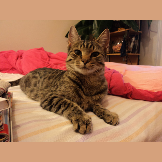 Photo of Tabby