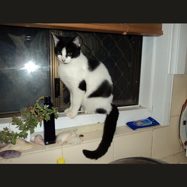 Photo of Alfie