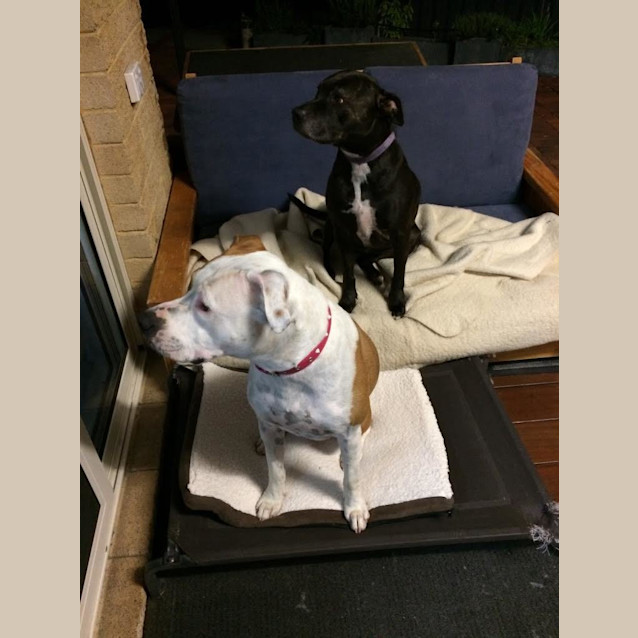 Photo of Harley 1637 & Jedah 1638