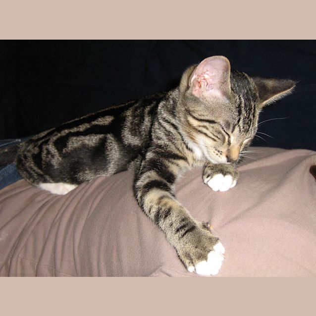 Photo of Sooky(on Trial)