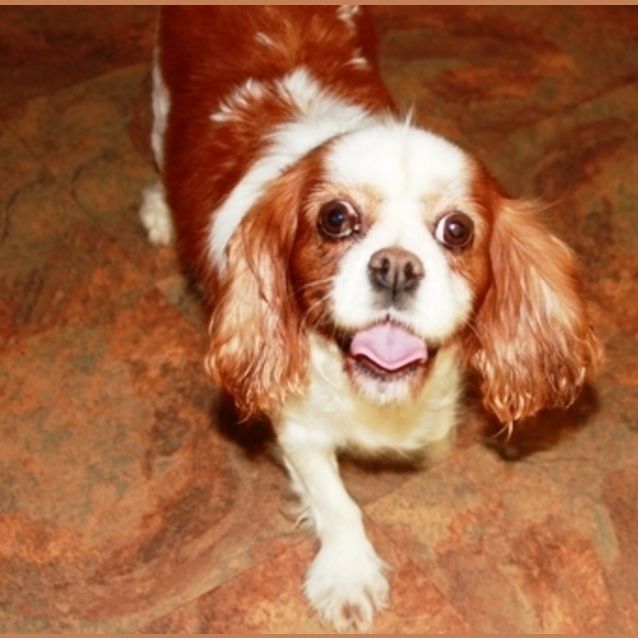 Photo of Penny