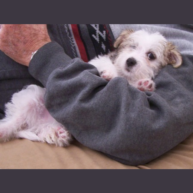 Photo of Alfie Aka Rabbit Adopted
