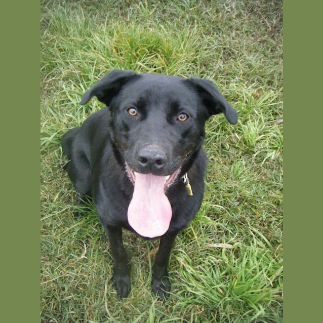 Photo of Ebony