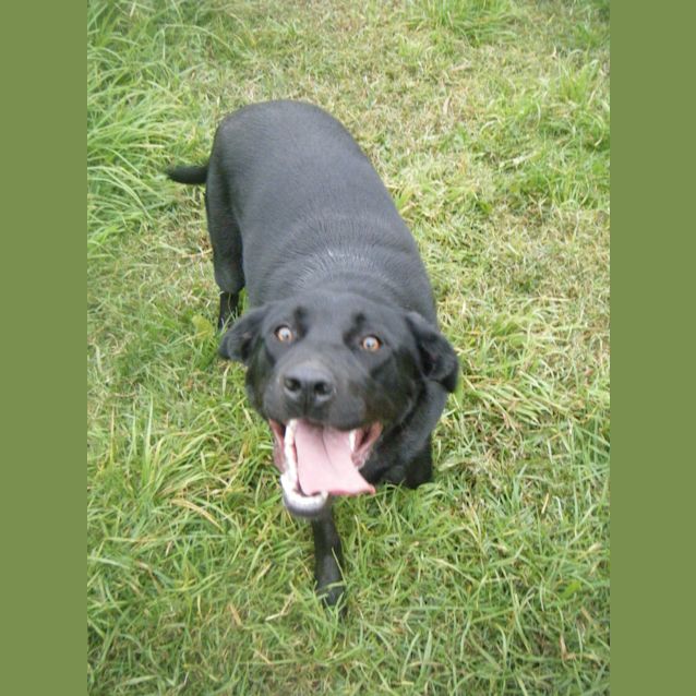 Photo of Ebony