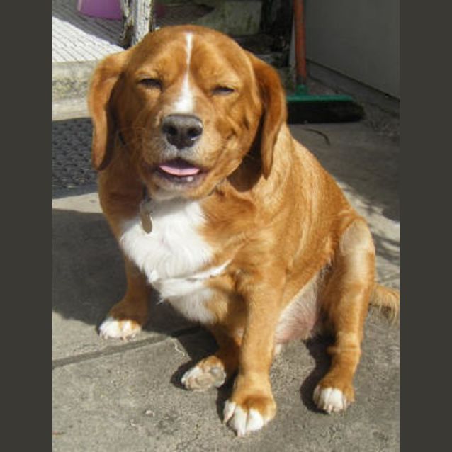 Photo of Butch