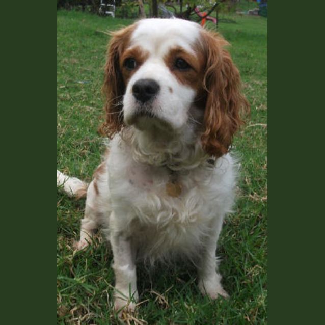 Photo of Honey Bear