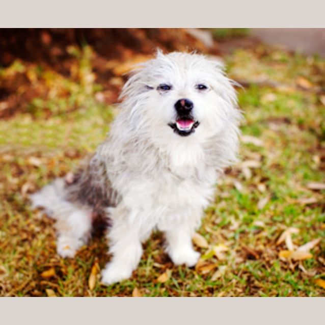 Photo of Scruffles