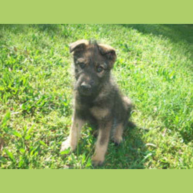 Photo of Chinook