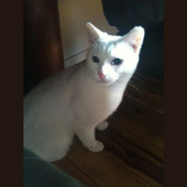 Photo of Ivory