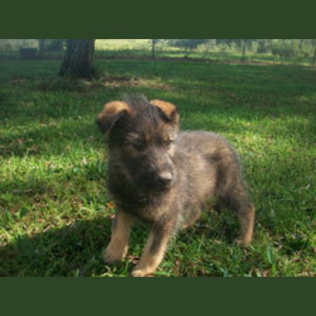 Photo of Chinook