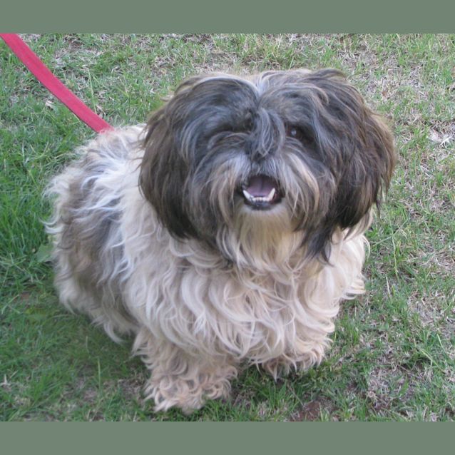 Photo of Prince(d1936)*Adopted*