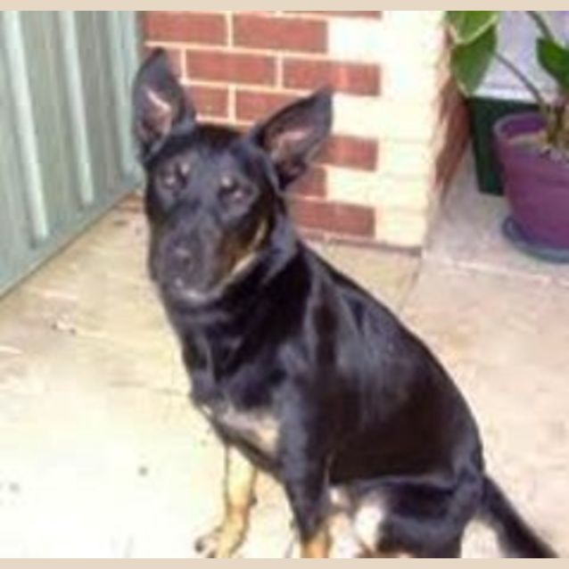 Photo of Lexi   Adoption Pending