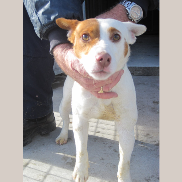 Photo of Foxie X Male