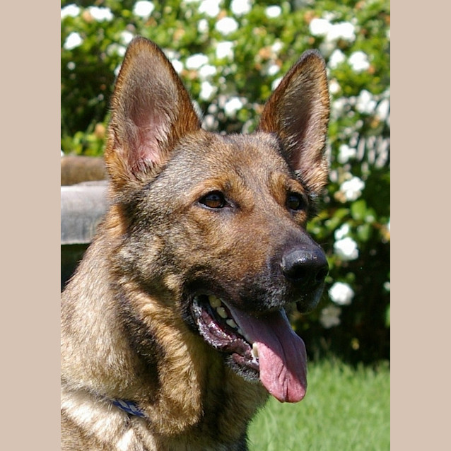 Photo of Sandy On Trial With Her New Family