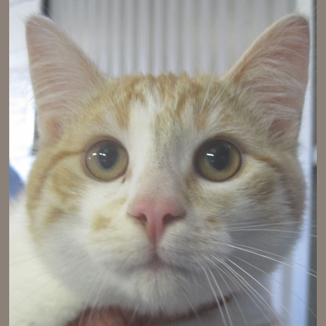Photo of Male Ginger & White Tabby